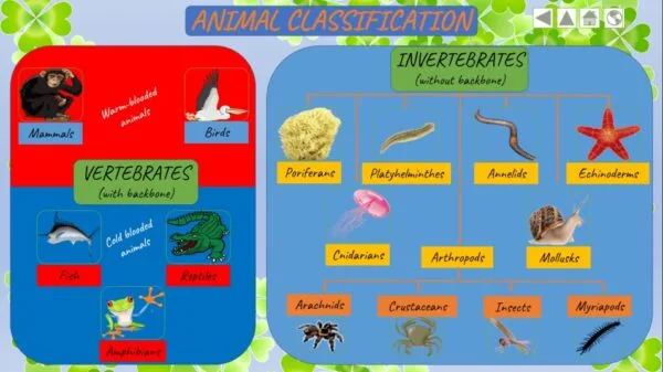 classification